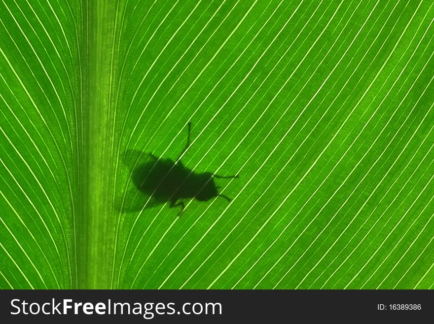 Silhouette of a fly on a leaf. Silhouette of a fly on a leaf.