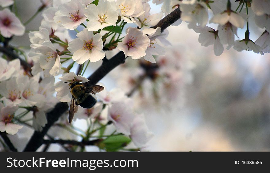 Bee-ing Spring