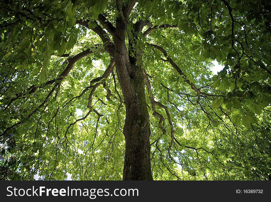 Horse chestnut tree seen from underneath its canopy to the top, filliong the entire frame with its crown