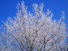 Hoarfrost On Trees Stock Images