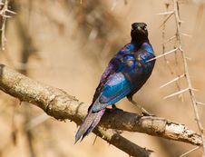 The Magnificent Rüppel´s Long-tailed Starling Royalty Free Stock Photos The Magnificent Rüppel´s Long-tailed Starling Royalty Free Stock Photos