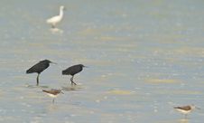 A Couple Of Black Egrets With Rising Tide Royalty Free Stock Image A Couple Of Black Egrets With Rising Tide Royalty Free Stock Image