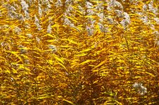Reed Royalty Free Stock Photos Reed Royalty Free Stock Photos