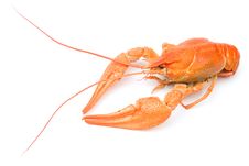 Crayfish Stock Images Crayfish Stock Images