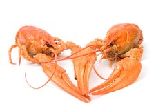 Crayfish Stock Photo Crayfish Stock Photo