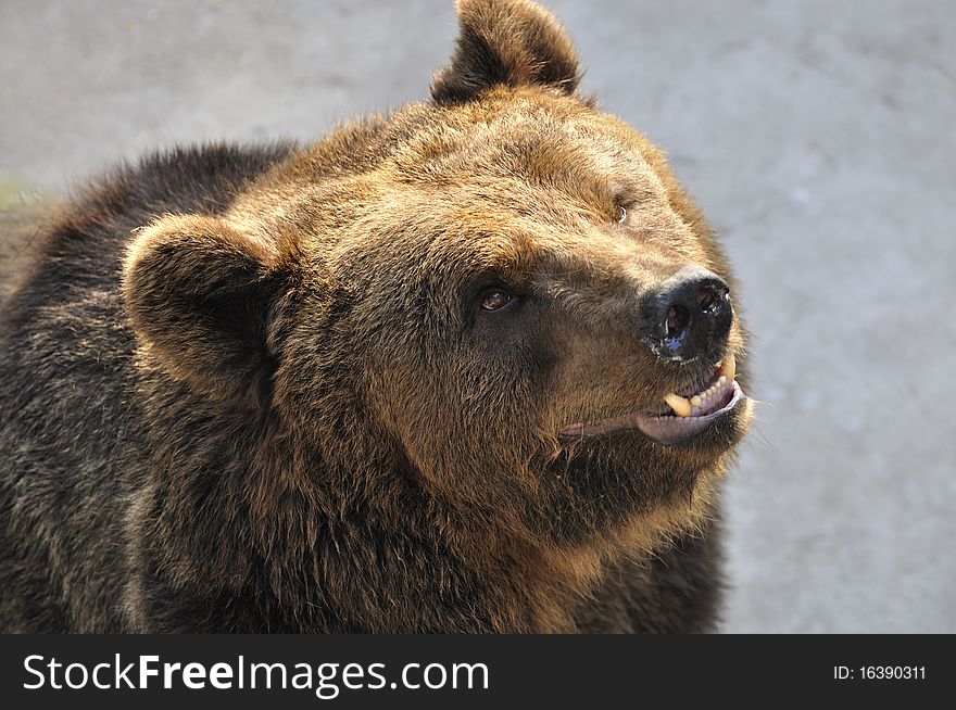 A Brown Bear