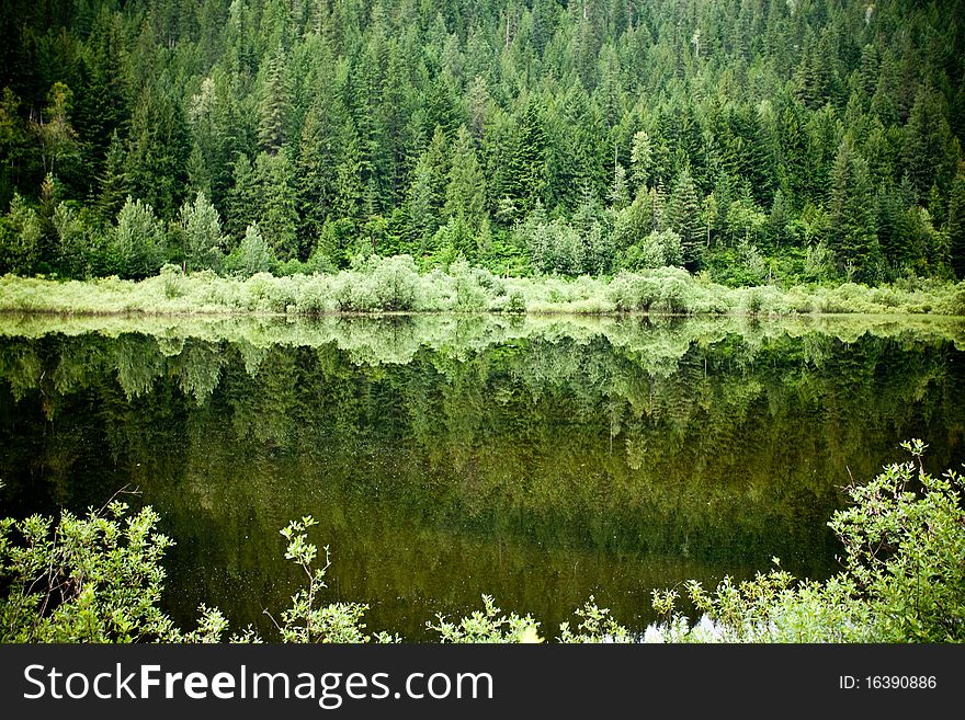 Sill water reflection trees off a mountain. Sill water reflection trees off a mountain.