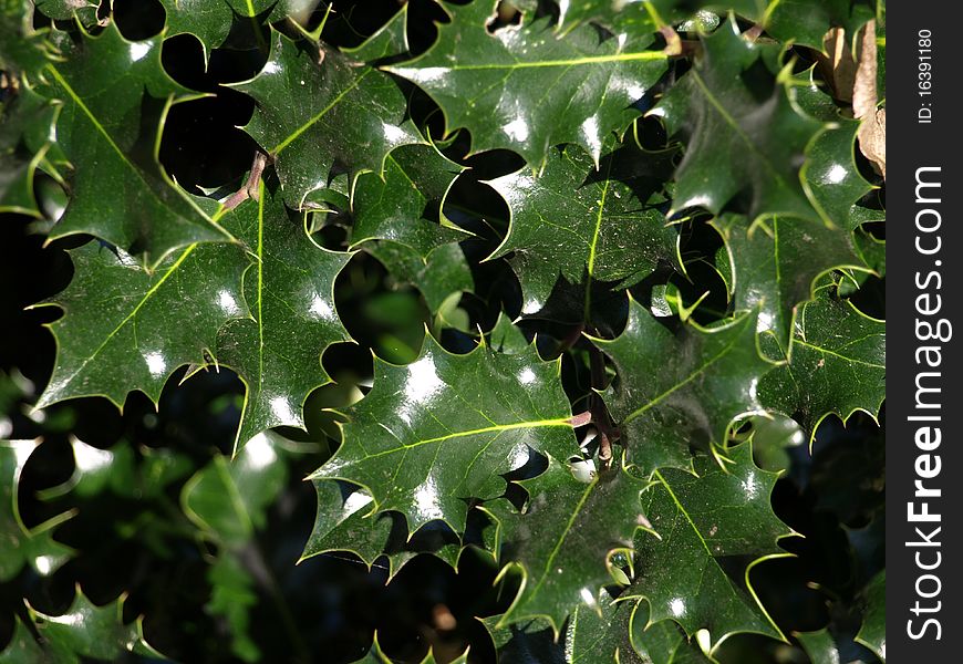 The holly plant is one of the plants most commonly associated with Christmas.