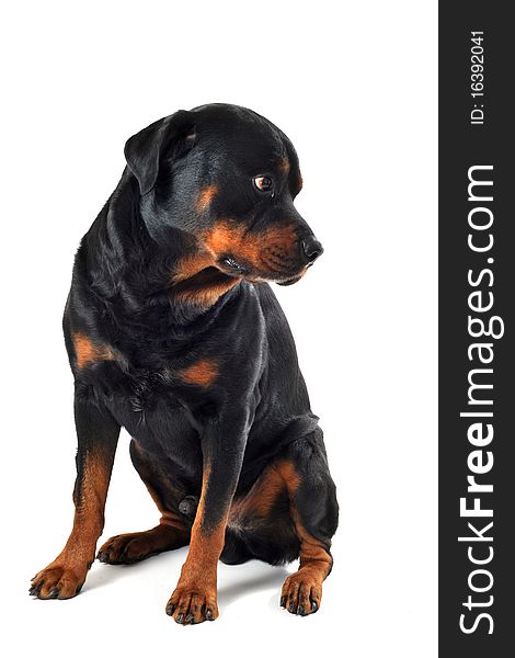 Portrait of a purebred rottweiler in front of white background