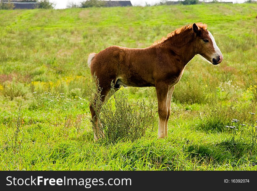 Small foal (horse) standing on a green grass