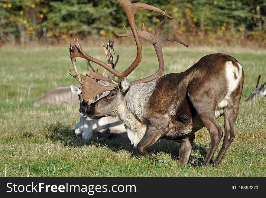 This is a wild Alaskan Caribou geting up after a nap. This is a wild Alaskan Caribou geting up after a nap