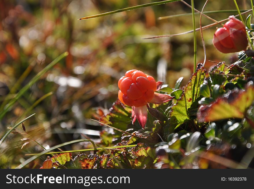 Cloudberry on background of the arctic tundra herb