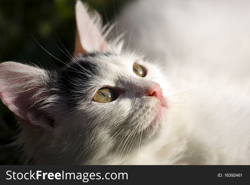 Closeup of the white cat looking at something.