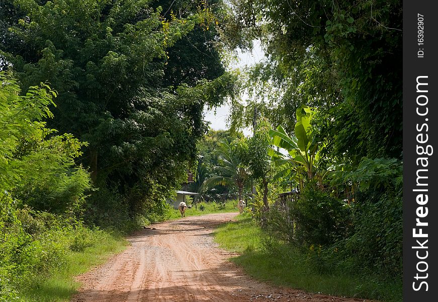 Village road in Thailand