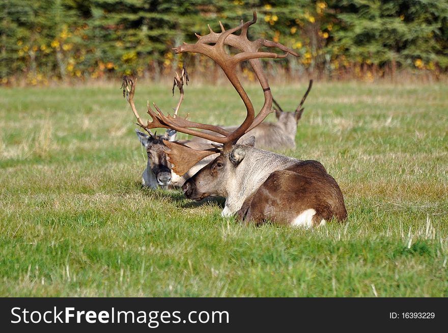 This is a wild Alaskan Caribou waking up after a nap. This is a wild Alaskan Caribou waking up after a nap