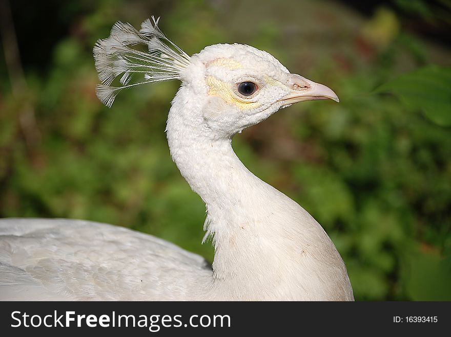 White Peacock