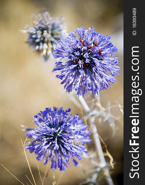 Blue globe thistle macro in desert