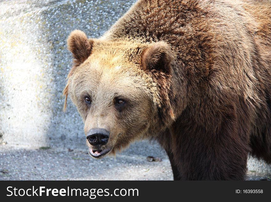 Closeup shot of a brown bear.