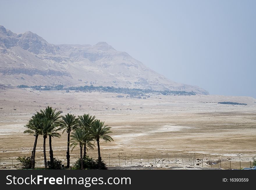 Palms in desert near Dead sea. Palms in desert near Dead sea