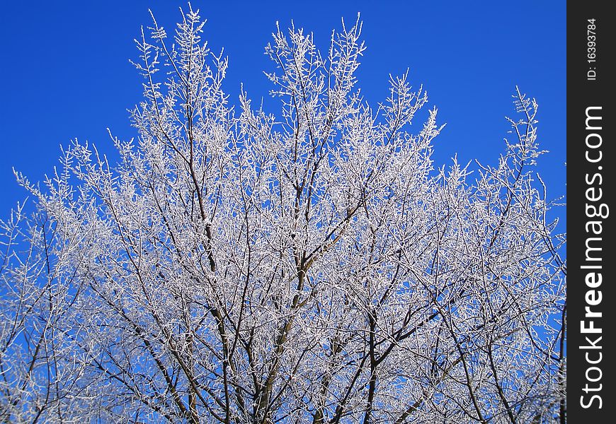 Hoarfrost on trees. hoarfrost on trees. hoarfrost