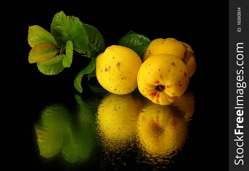 Japanese quince fruit on the black background with water drops