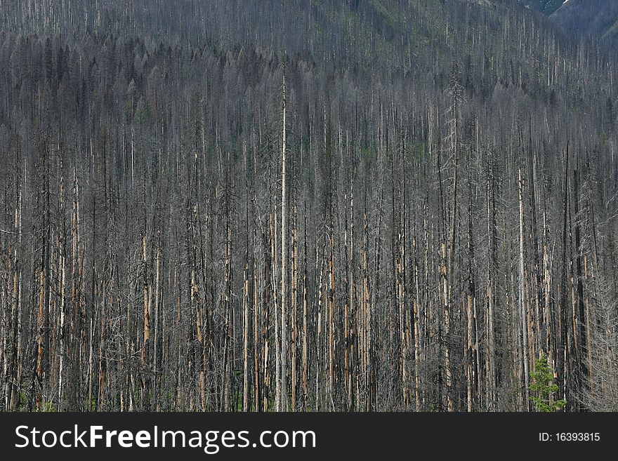 Rest of a forest in Kootenay National Park in British Columbia (Canada). Rest of a forest in Kootenay National Park in British Columbia (Canada)