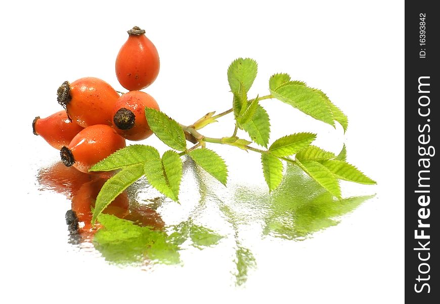 Dogrose on the white background with water drops