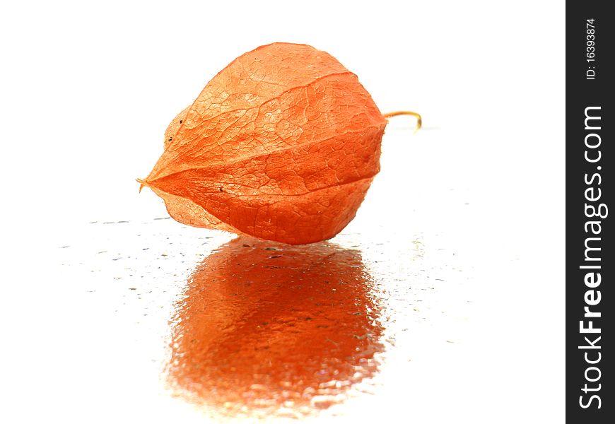 Cape gooseberry on the white background with water drops