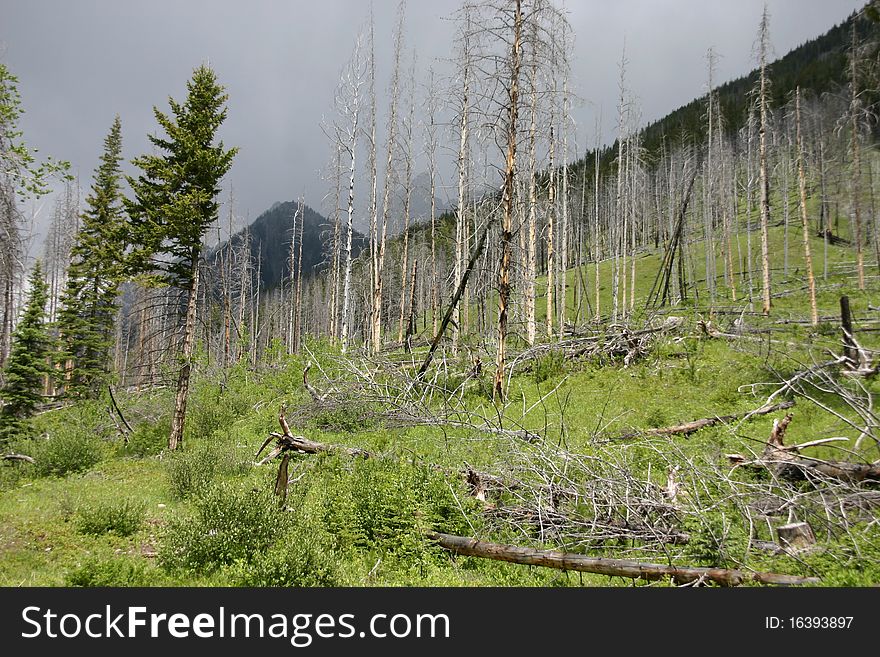 Rest of a forest in Kootenay National Park in British Columbia (Canada). Rest of a forest in Kootenay National Park in British Columbia (Canada)