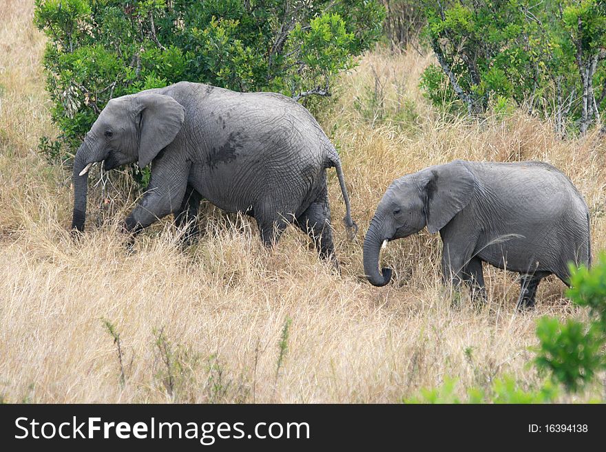 African elephants are the largest land mammal. African elephants are the largest land mammal
