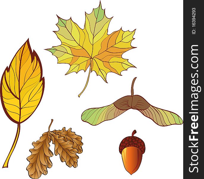 A set of autumn leaves. No gradient.