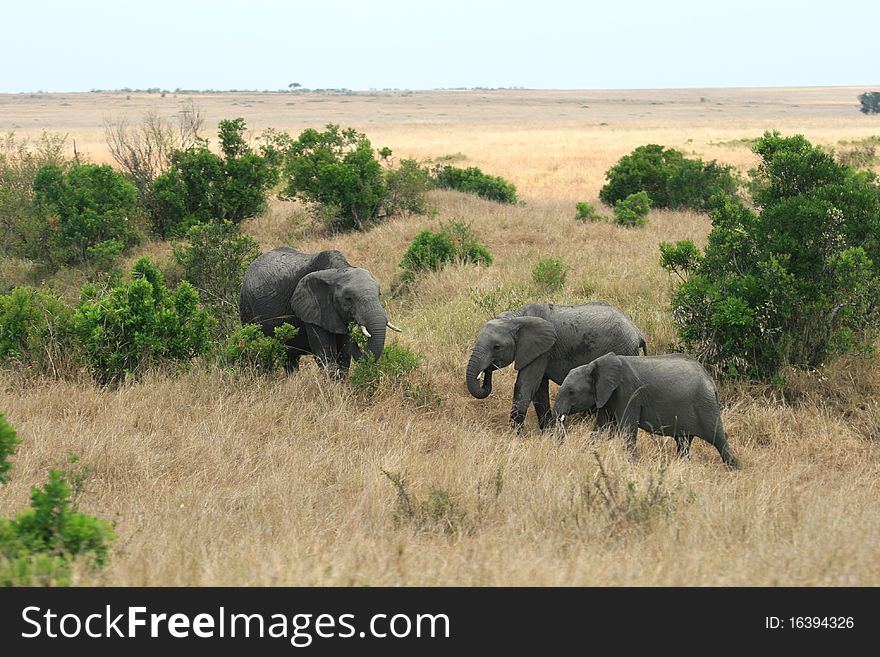 African Elephant In Kenya S Maasai Mara