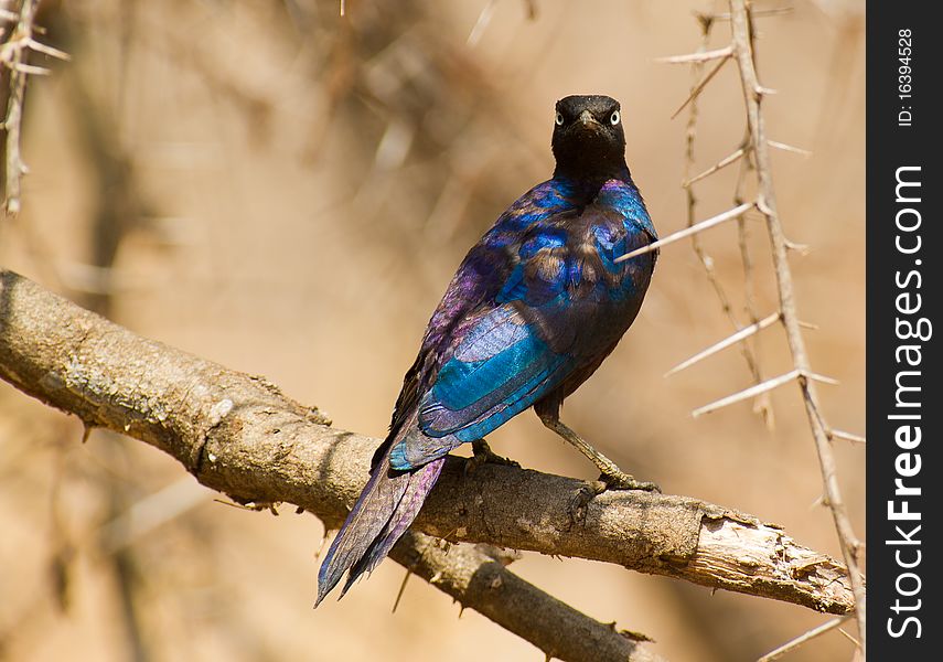 A RÃ¼pellÂ´s Long-tailed Starling turns around and shows the impressive bluish and purple iridescent colors of his plumage. A RÃ¼pellÂ´s Long-tailed Starling turns around and shows the impressive bluish and purple iridescent colors of his plumage.