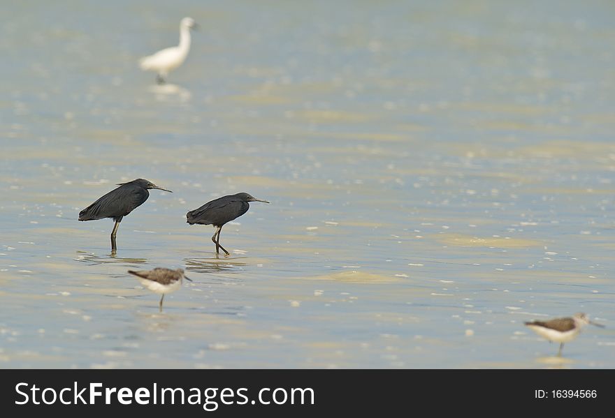 A Couple Of Black Egrets With Rising Tide