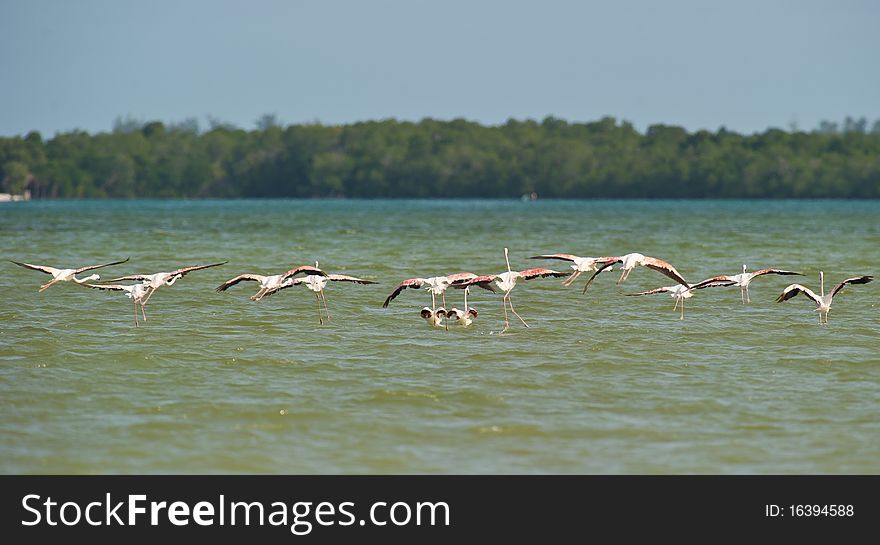A group of a dozen Greater Flamingos takes off as they feel threatened by a fisherman, Sabaki River Delta, Kenya. A group of a dozen Greater Flamingos takes off as they feel threatened by a fisherman, Sabaki River Delta, Kenya.
