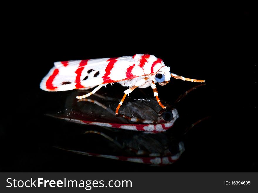 Beetles living on the night. Beetles living on the night.