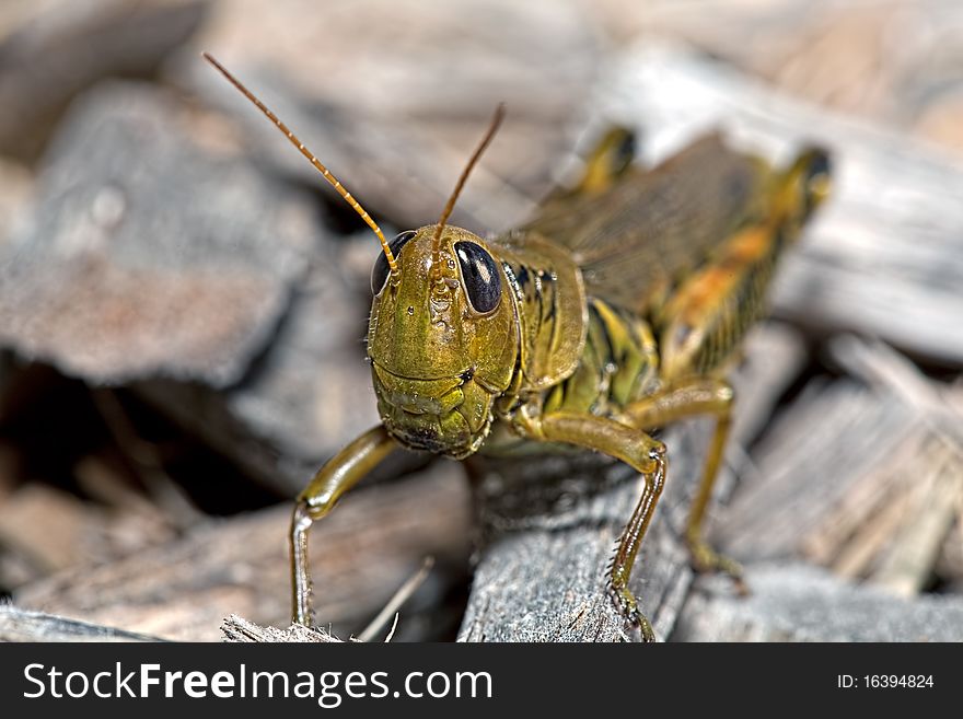 Front view of a grasshopper sitting on wood chips. Sharp focus on the face and eyes blurring as you move toward the back of the image