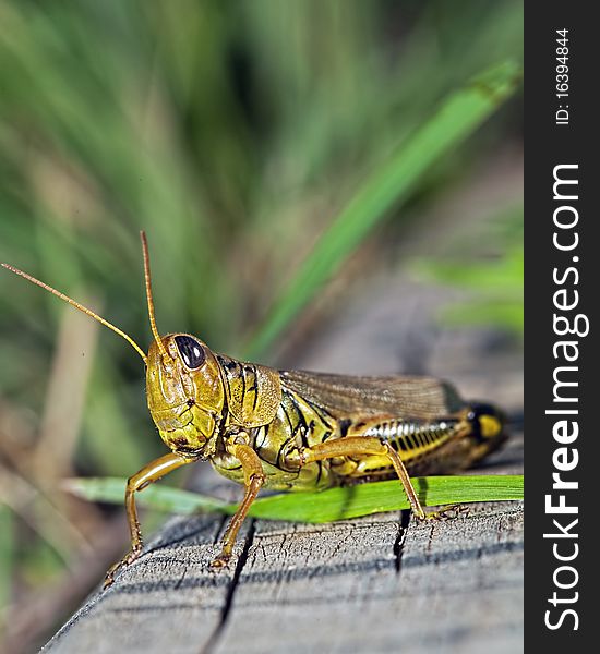 Profile view of a grasshopper sitting on a piece of wood with blurred green grass behind