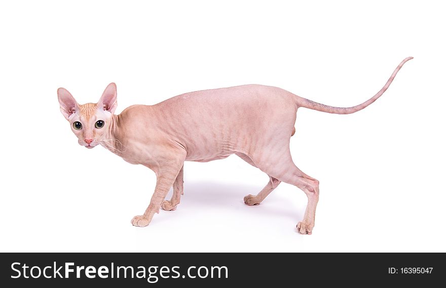 Cat on the white isolated background