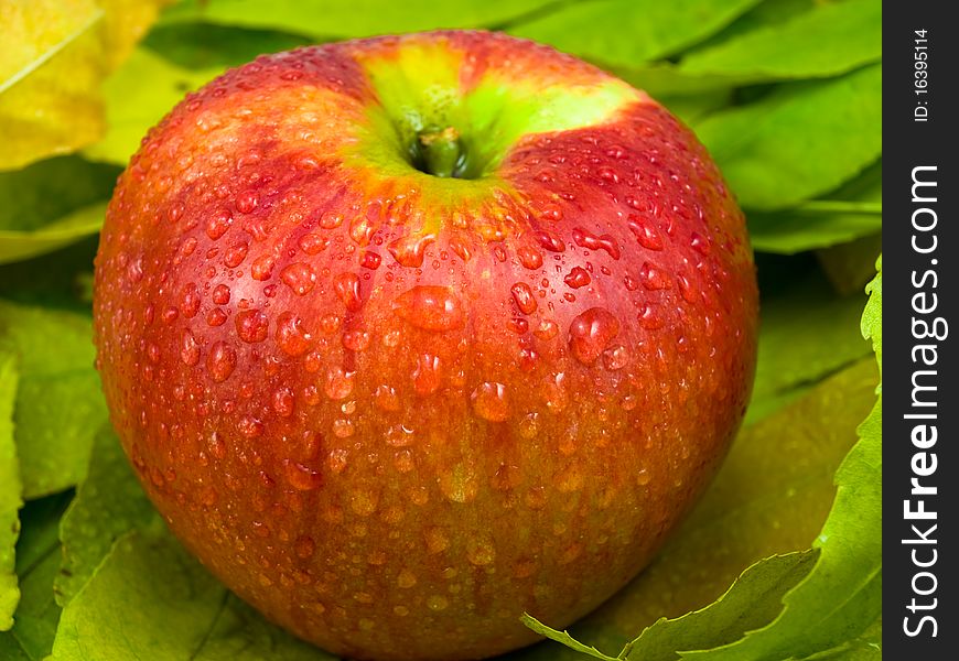 One apple on foliage