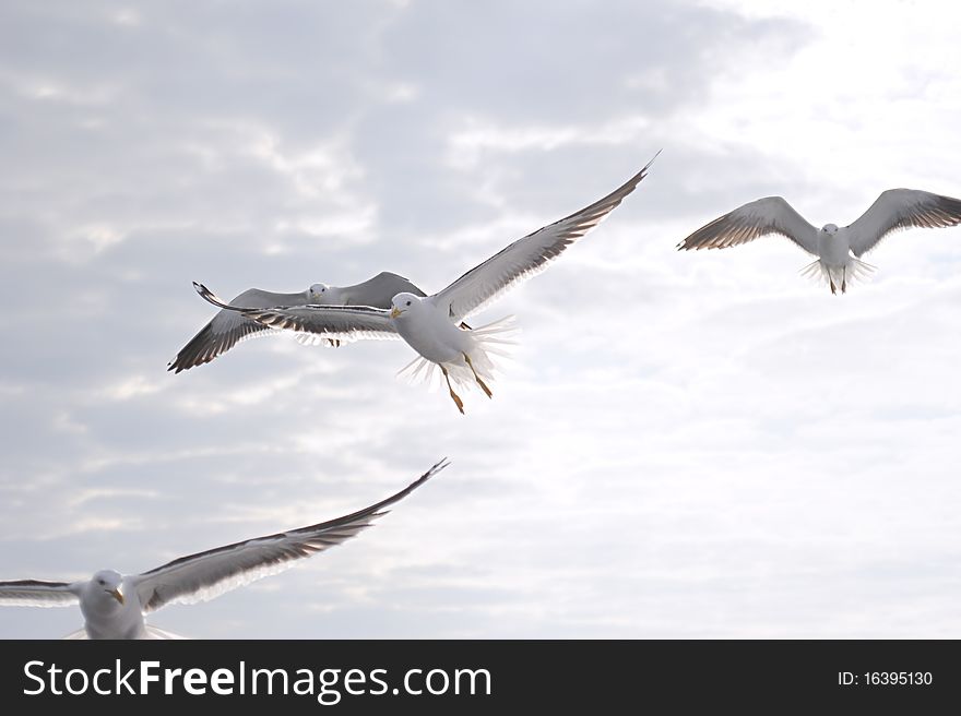 Group of seagull flying in the sky in the morning. Group of seagull flying in the sky in the morning