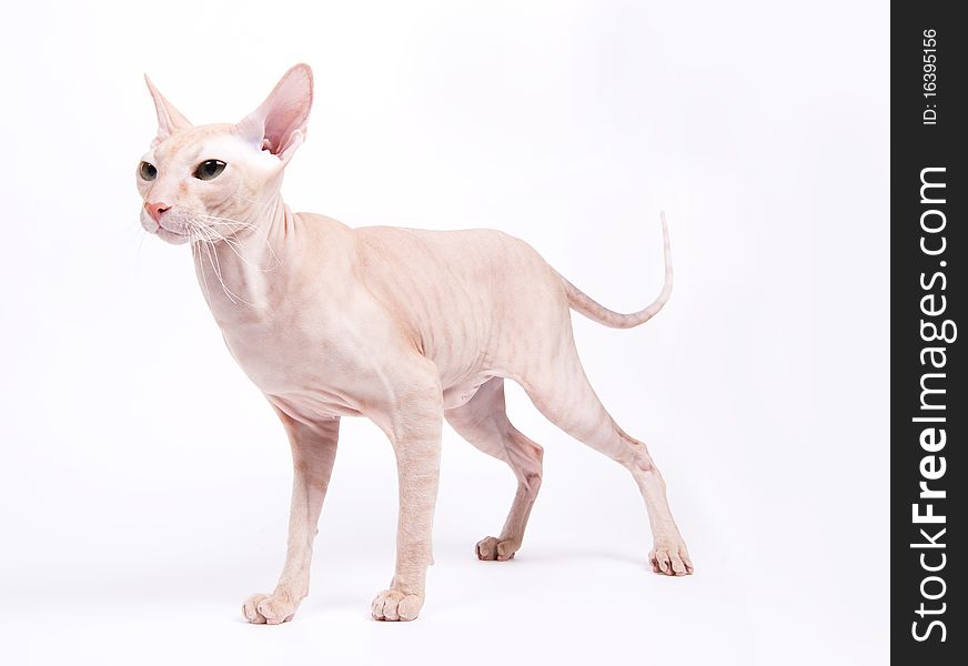 Cat on the white isolated background