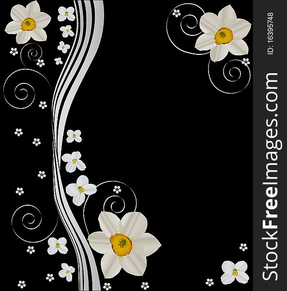 White Narcissus Design On Black