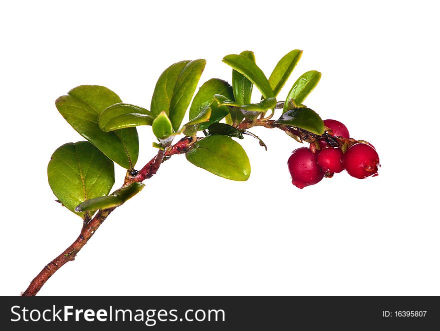 Branch of red cowberries isolated on white background. Branch of red cowberries isolated on white background