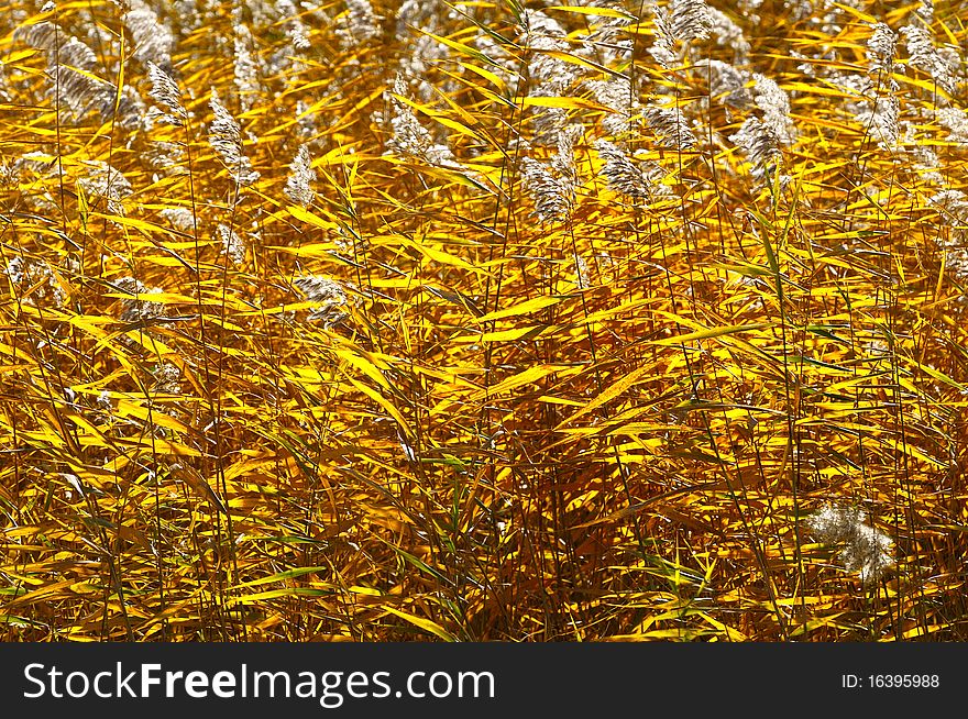 In autumn, the golden reed in sunshine