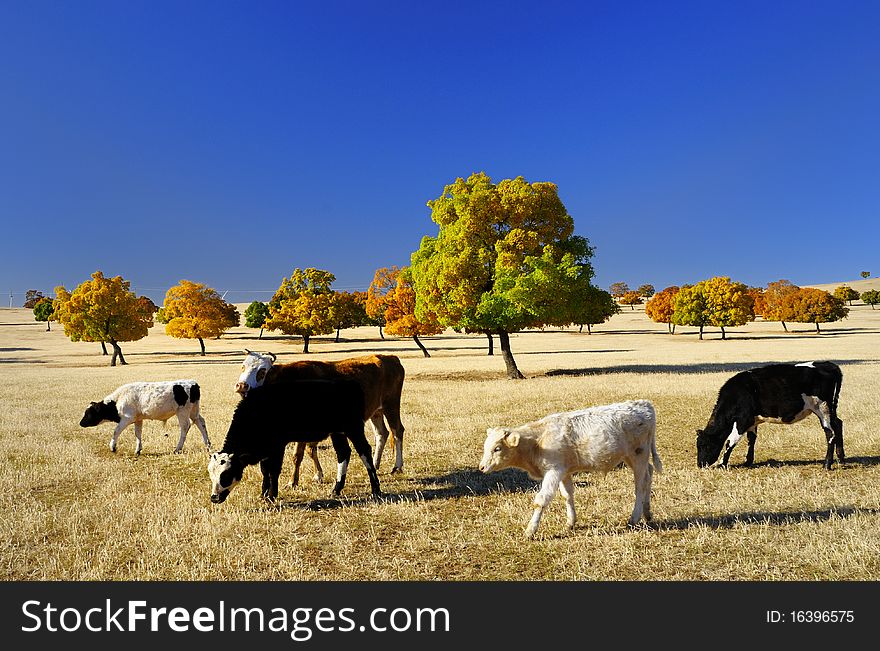 A herd of cattle in the colorful maple trees, walking