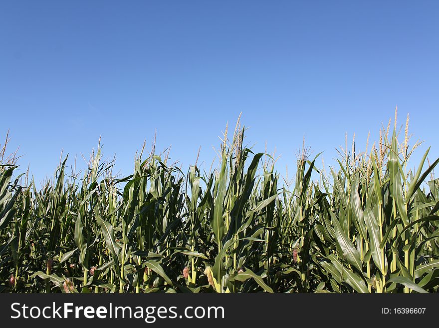 Corn ready for harvest against a clear blue sky.