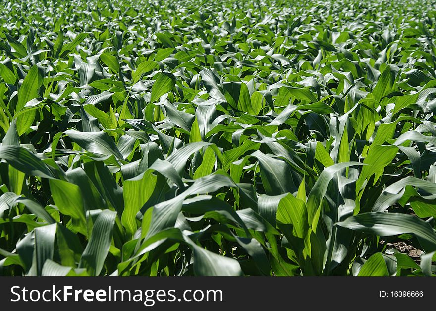 Beautiful green corn field from the countryside in Argentina