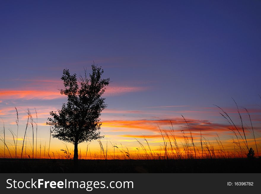 Sunset And Tree