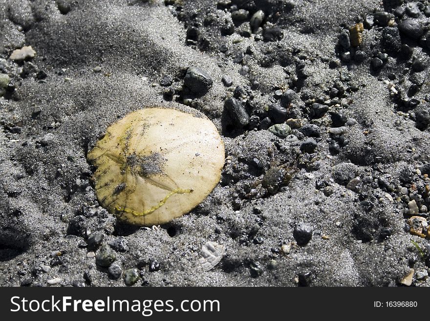 A sand dollar sitting in the sand
